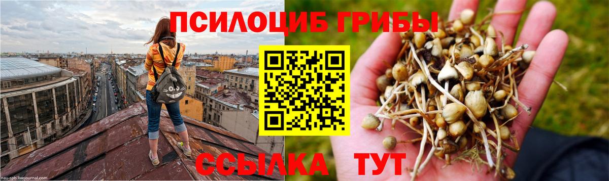 Галлюциногенные грибы Cubensis Новотроицк